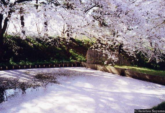 東堀に浮かぶ散桜