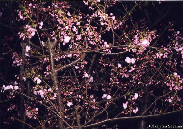 つぼみの夜桜