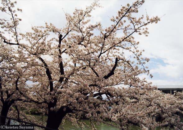 西堀の桜