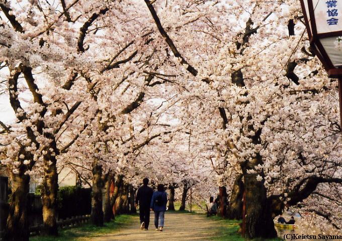 桜のトンネル４