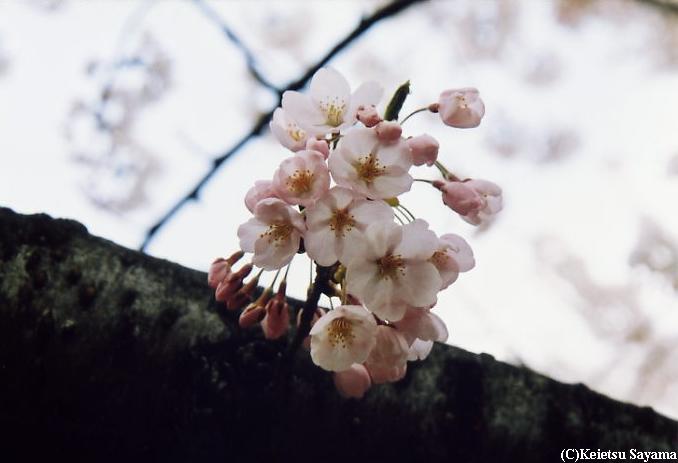 外堀の幹から咲いたソメイヨシノ