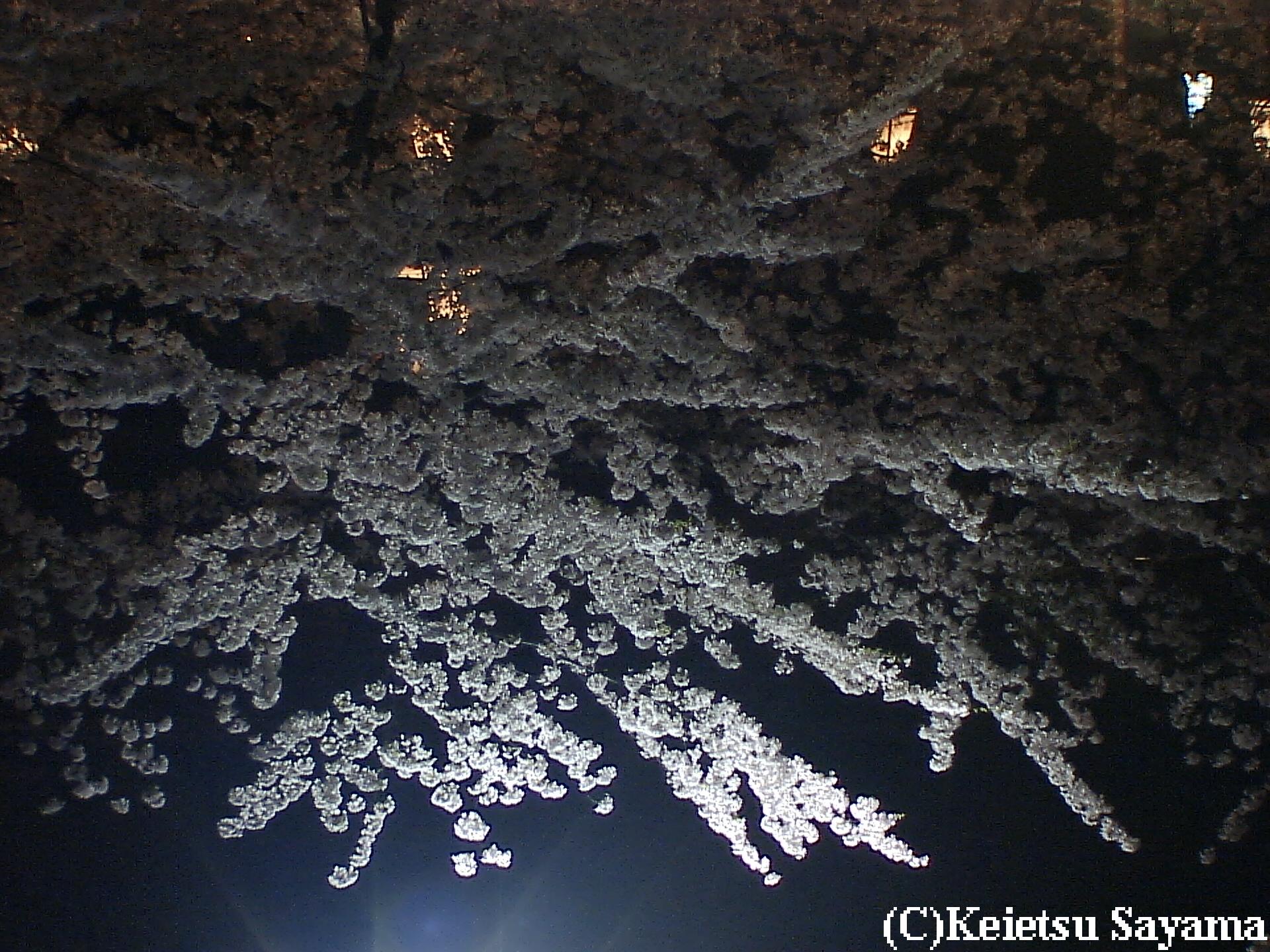 夜桜８
