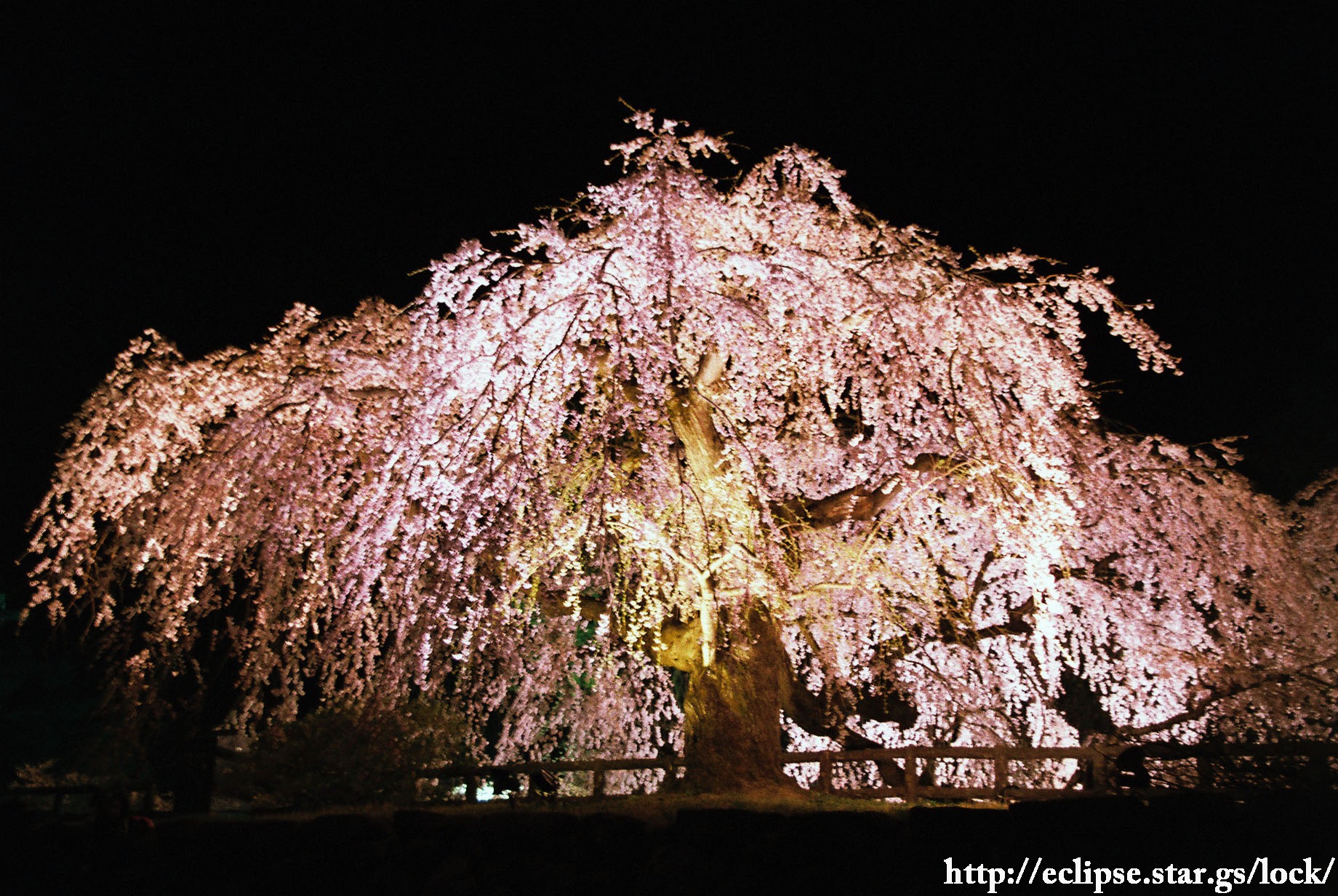 本丸の御滝桜