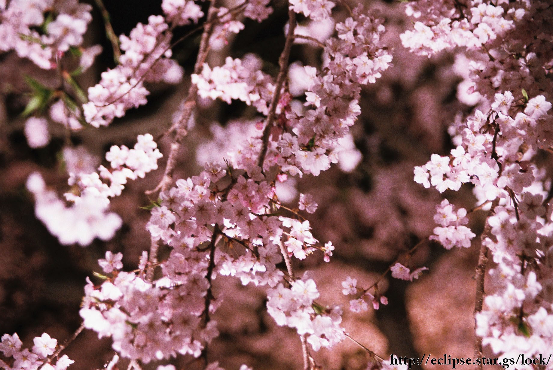 御滝桜の花びら