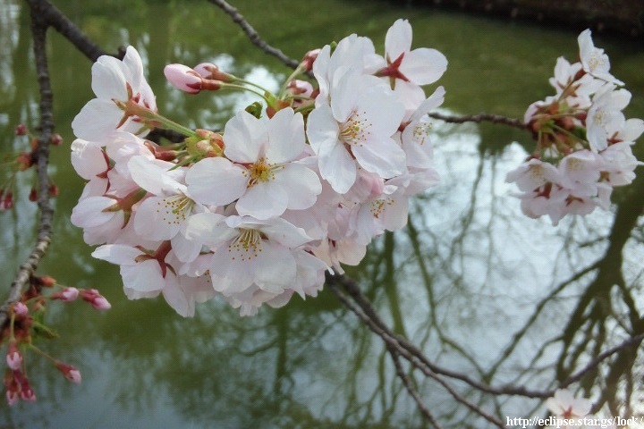 一陽橋の桜