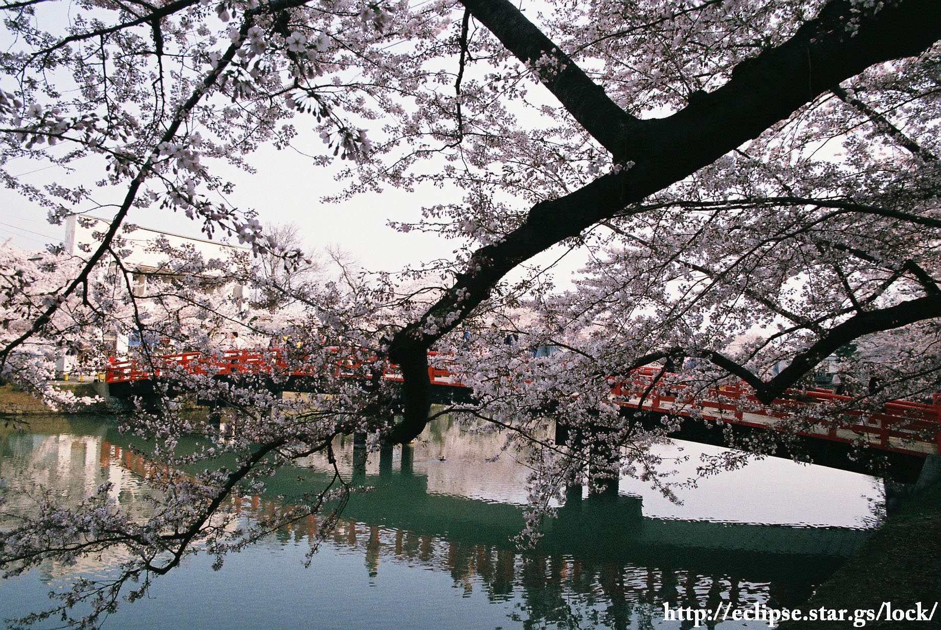桜と春陽橋