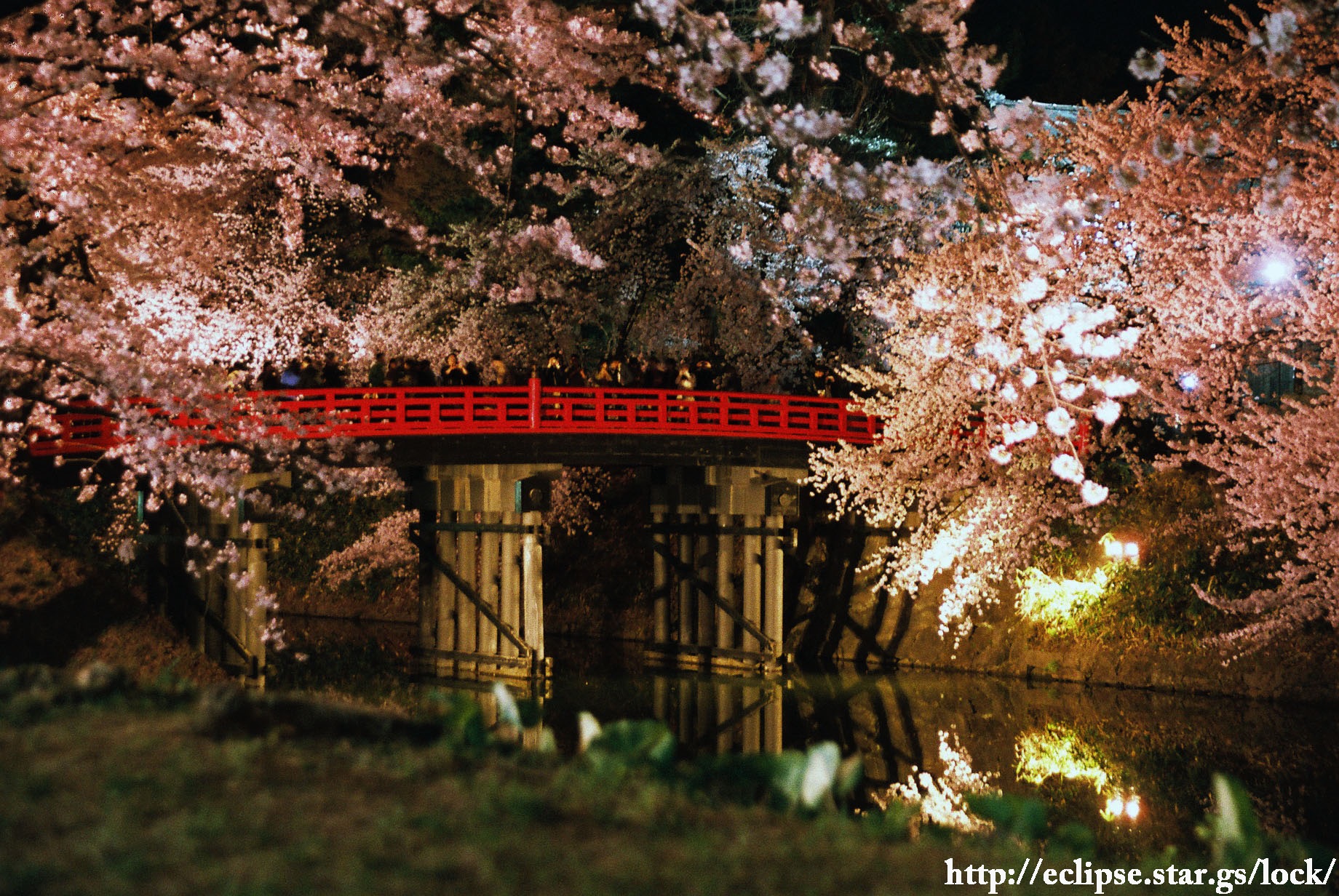 杉の大橋と桜