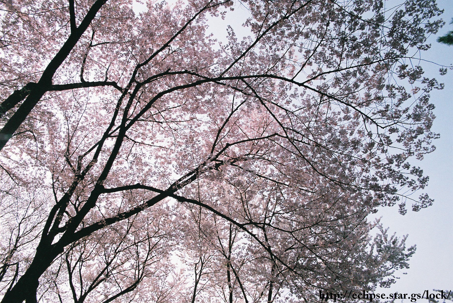 桜の逆光