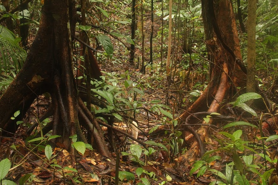 ボルネオ島のジャングル