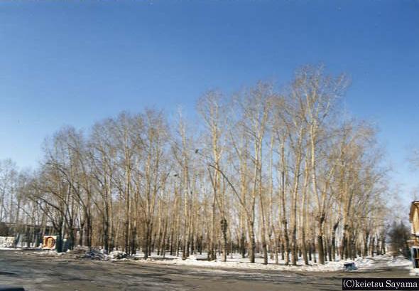 A row of trees in front of Khabarovsk Airport